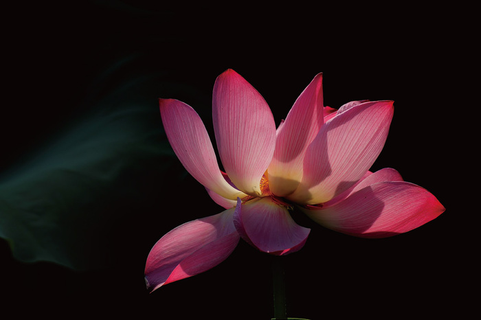 不同光線(xiàn)在攝影中(zhōng)的表現